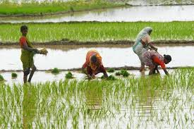 Transplanting of Paddy